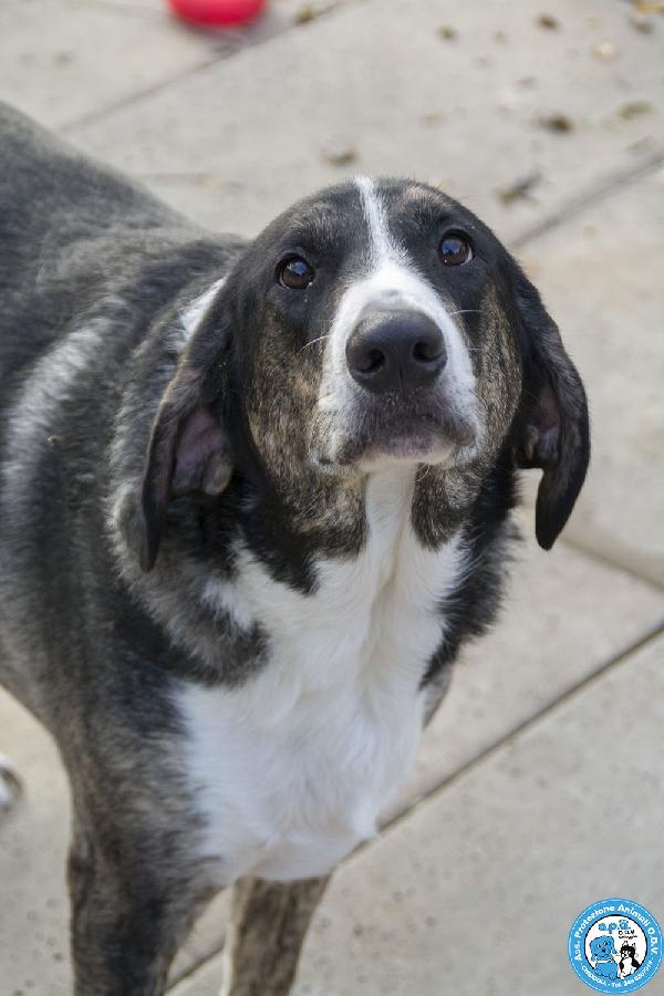 Blaky, Il Gigante Buono In Cerca Di Un Nuovo Inizio